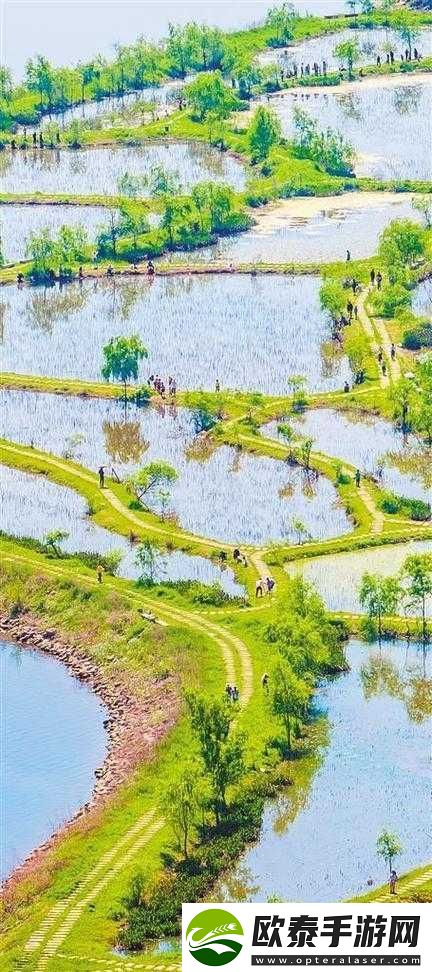 芳草萋萋的湿地