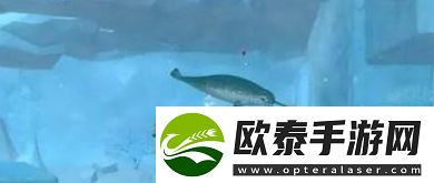 潜水员戴夫大白鲨打法攻略