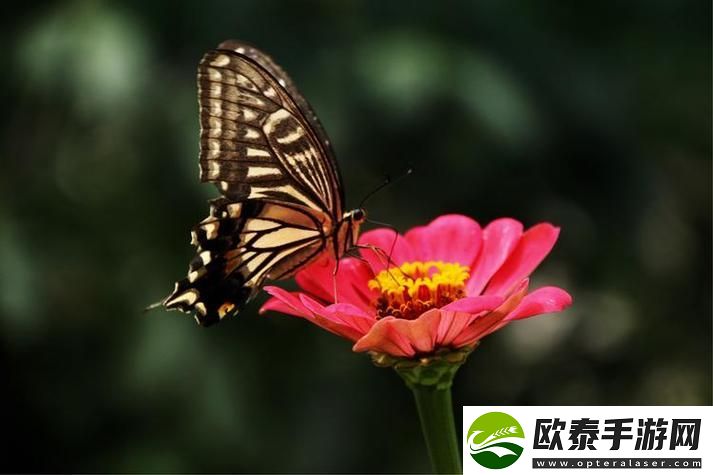 花蝴蝶看片