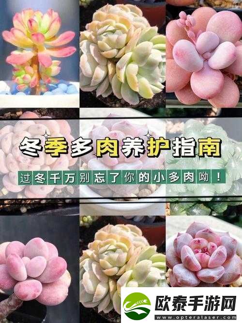 皇家共享小公主多肉养护方法