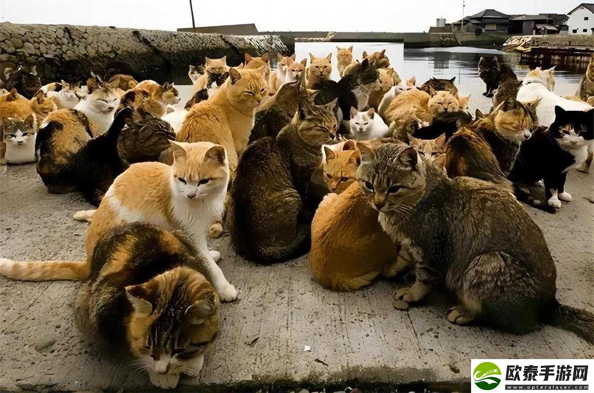 萌猫公园