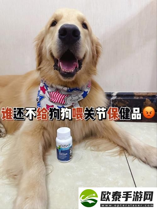 内容丰富狗和人胶配方20分钟