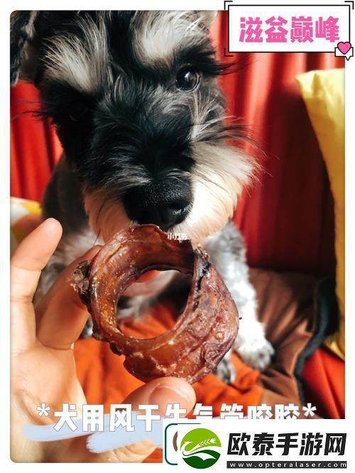 犬类健康的秘密