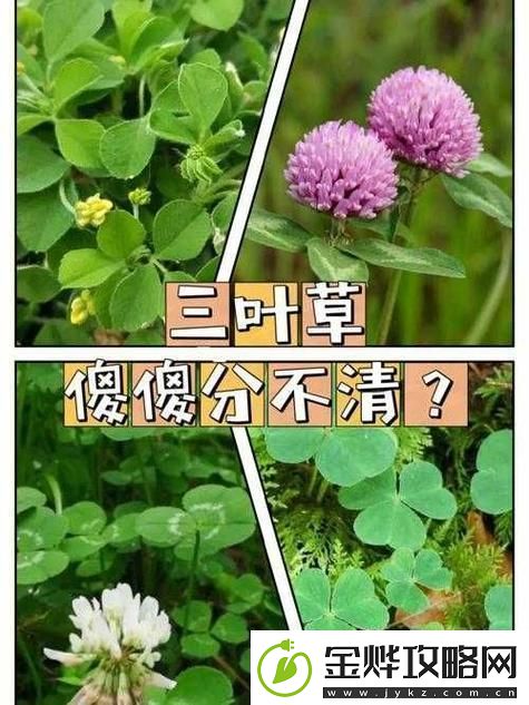 成品人精品人的区别四叶草