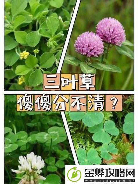 成品人精品人的区别四叶草