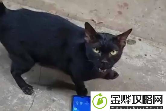 大热泰剧陷虐猫丑闻
