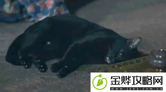 大热泰剧陷虐猫丑闻