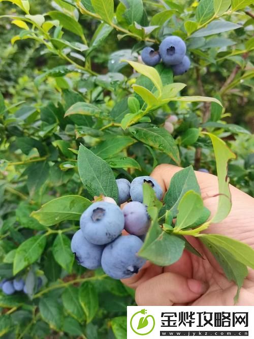 免费无遮挡蓝莓视频