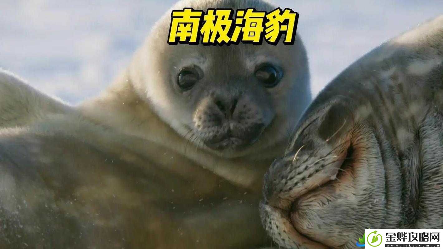 吸血鬼幸存者中海豹角色解锁攻略