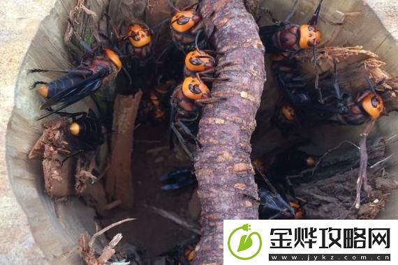 探索色蜂视频的魅力与创新之旅