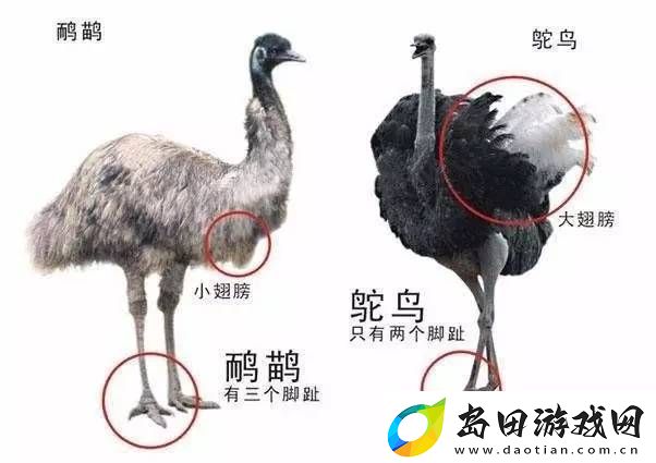 内容丰富扌桑辶畐和畐畲的区别
