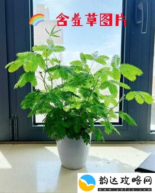 含羞草