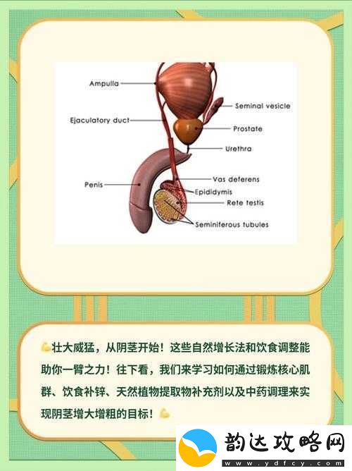 怎么能让自己的鸡变大变长