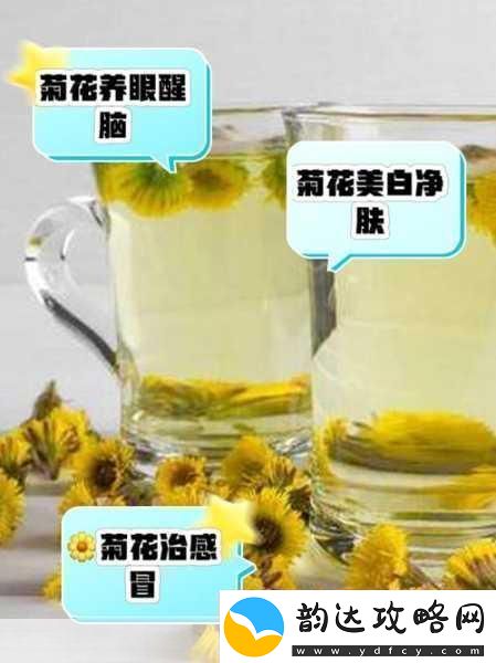 六年级菊花能塞几支棉签1.菊花的秘密