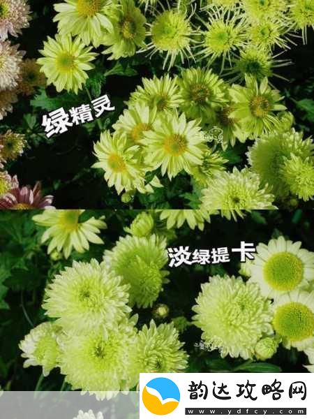 六年级菊花能塞几支棉签1.菊花的秘密