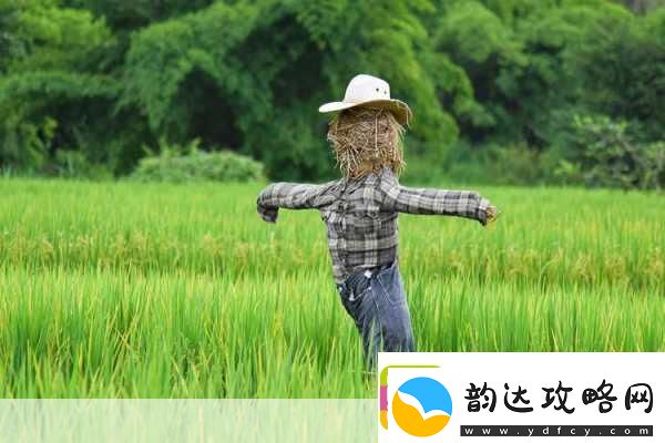一本稻和啦啦啦什么情况