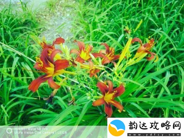忘忧草1688站