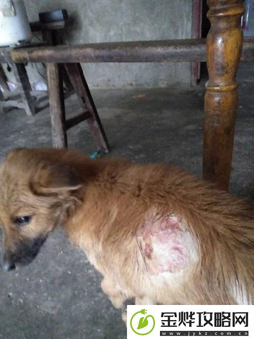 狗狗的东西又硬又烫又臭