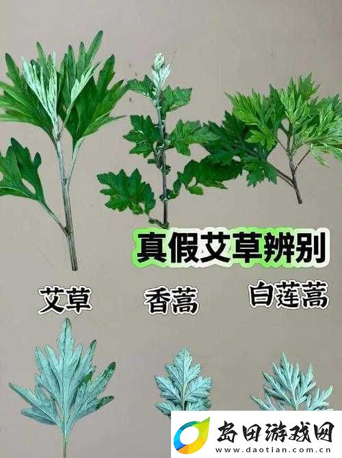 嫩叶草