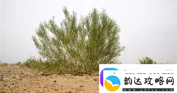 “潮流梭梭树