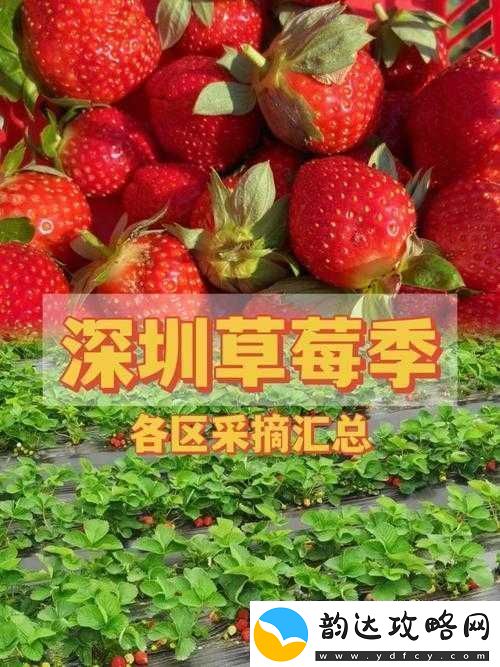 草莓秘免费一区二区三区精彩内容大放送