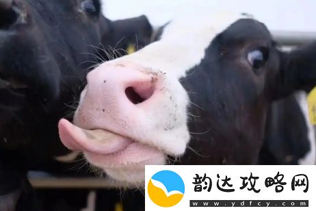 牛校出牛子是什么梗络用语