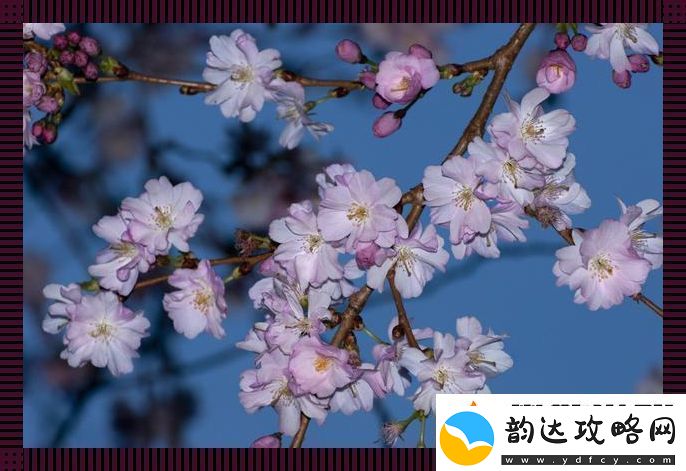 “探秘‘樱花’之谜