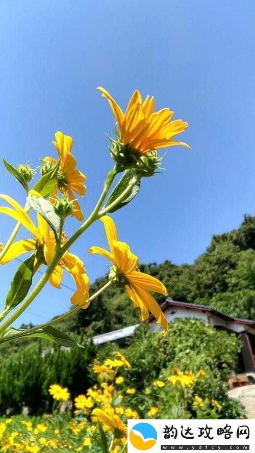 野花日本高清在线观看