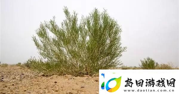 “潮流梭梭树