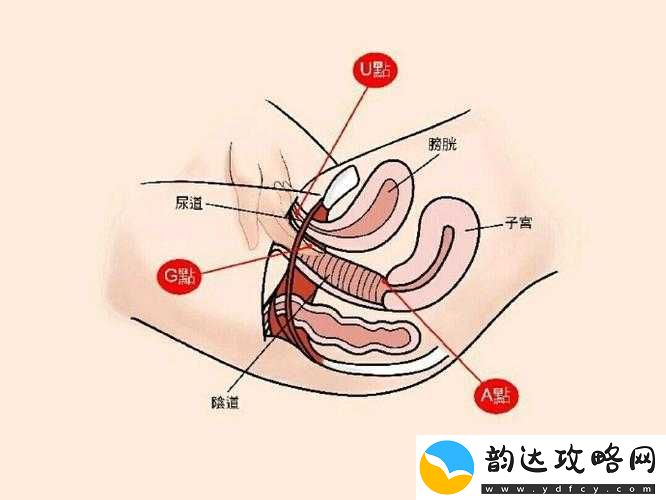 少妇