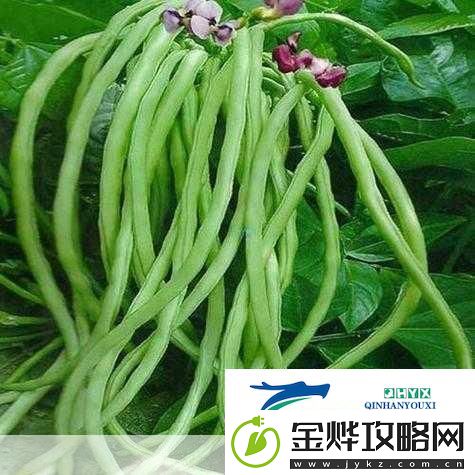 草莓丝瓜黄瓜向日葵榴莲