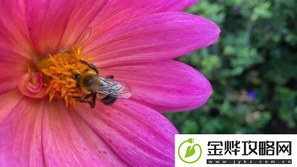 难道色蜂不值得关注吗显然它是短领域的一股清流！