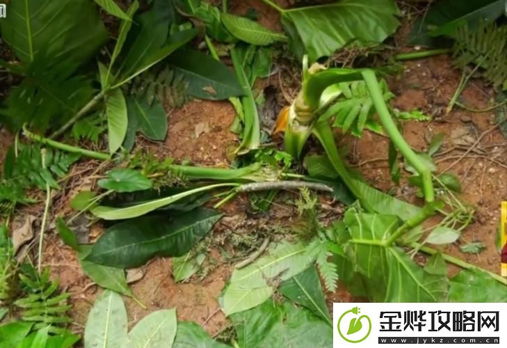 拔萝卜不盖被子