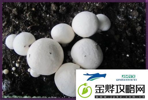“巨灰菇”神秘现世