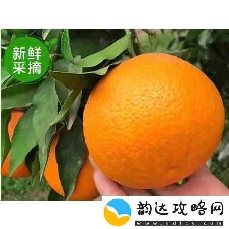 内容丰富采蜜1V.1H