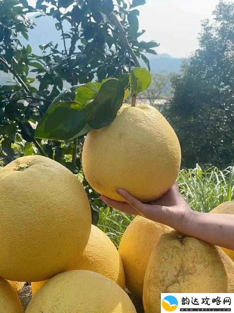 柚子熟透