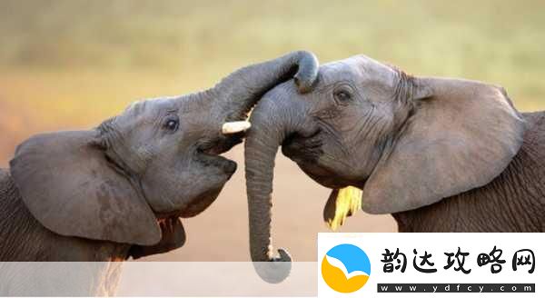 满18点此安全转入2023大象1.＂勇闯18岁