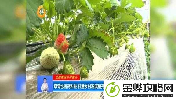 成都香蕉草莓科技有限公司