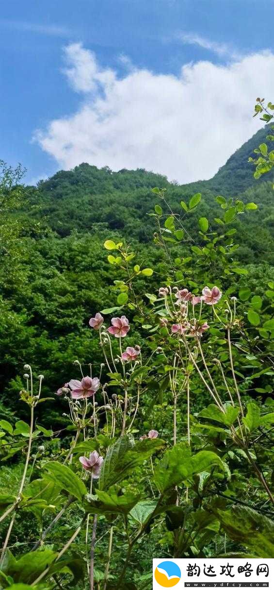 野花韩国视频在线观看