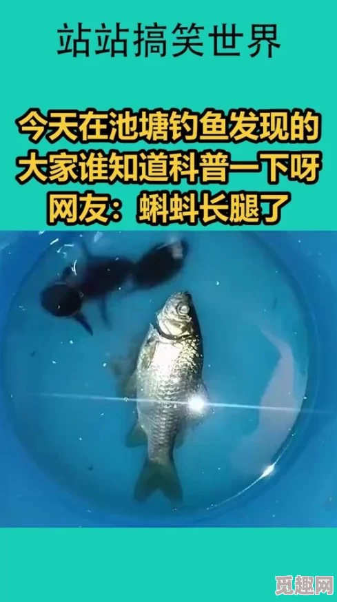 蝌蚪自拍网二区