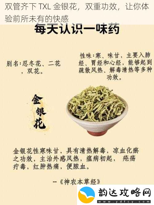 双管齐下TXL金银花双重功效让你体验前所未有的快感