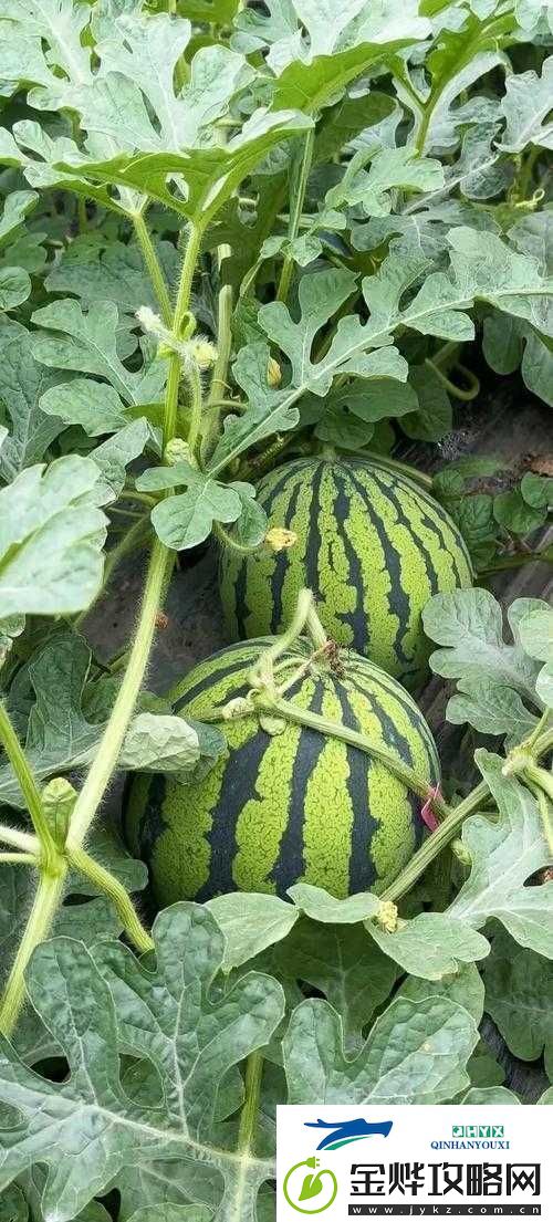 大地资源在线观看西瓜