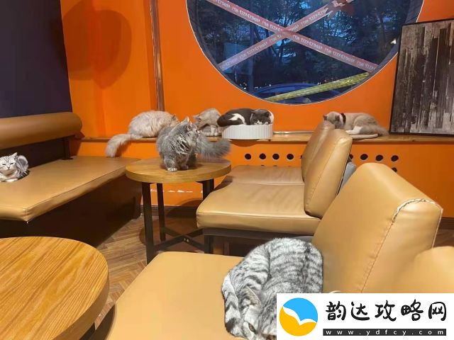 轰趴猫