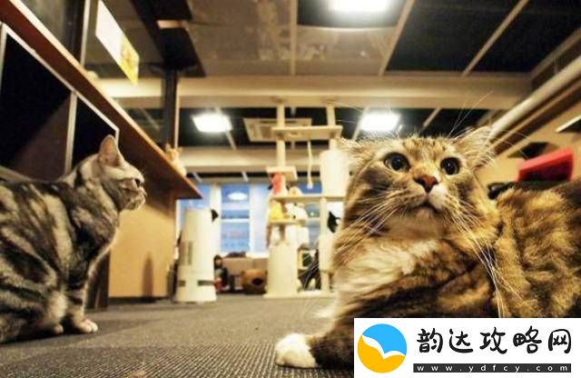 轰趴猫