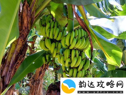 探索果农增收新途径
