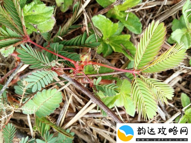 如何运用含羞草APP提升自我管理能力