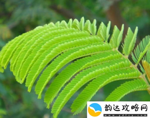 如何运用含羞草APP提升自我管理能力